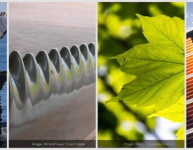 Foto’s van Biomimicry Institute – Creative Commons BY-NC-ND