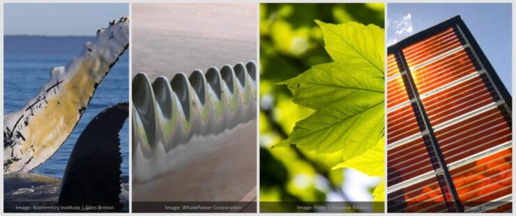 Foto’s van Biomimicry Institute – Creative Commons BY-NC-ND